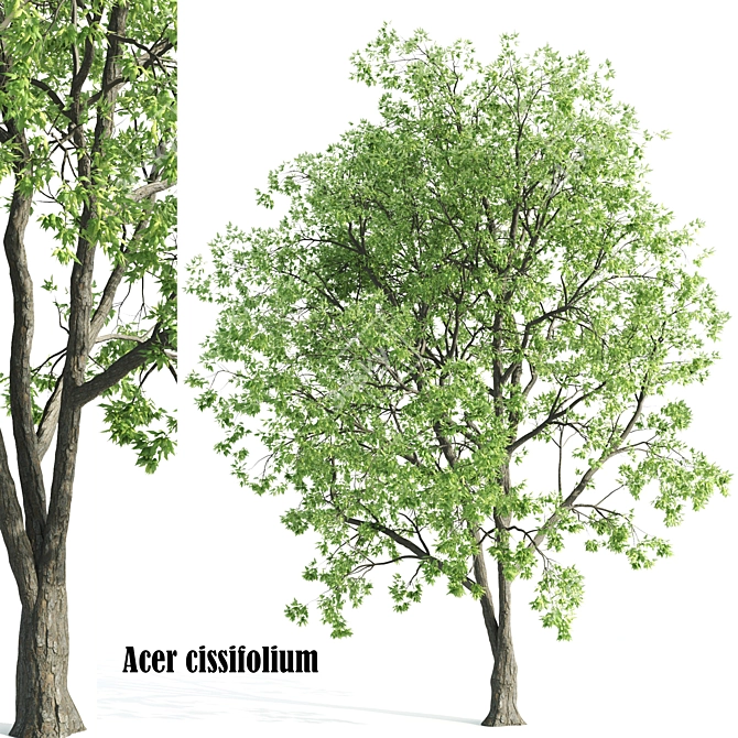 Acer CISSIFOLIUM - 3D Plant Model 3D model image 1