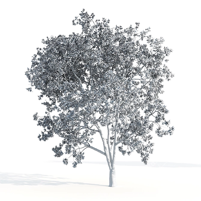 Acer CISSIFOLIUM - 3D Plant Model 3D model image 4