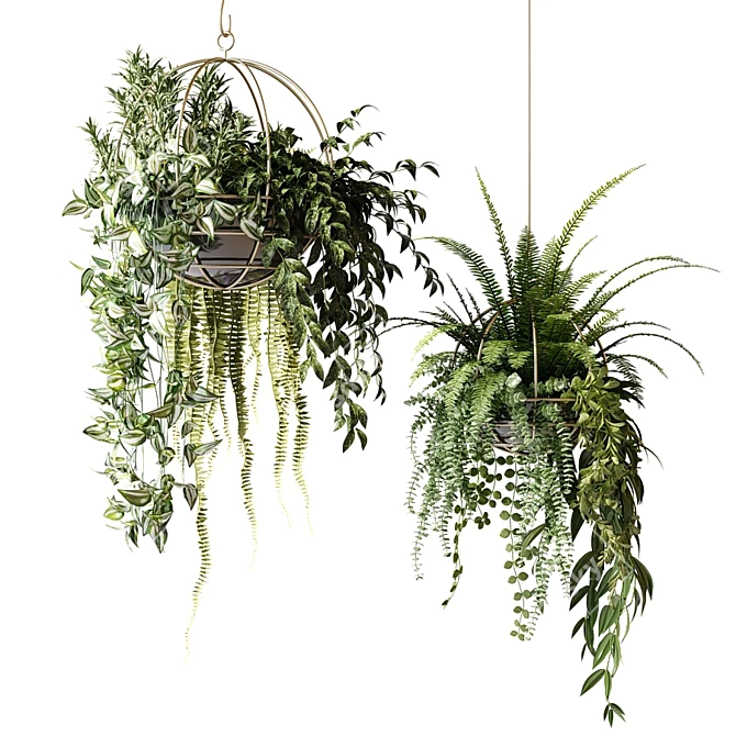 Green Delight: Hanging Pot Compositions with Ampelous Plants 3D model image 1