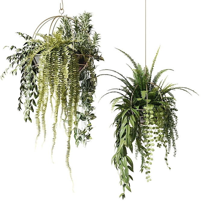 Green Delight: Hanging Pot Compositions with Ampelous Plants 3D model image 3