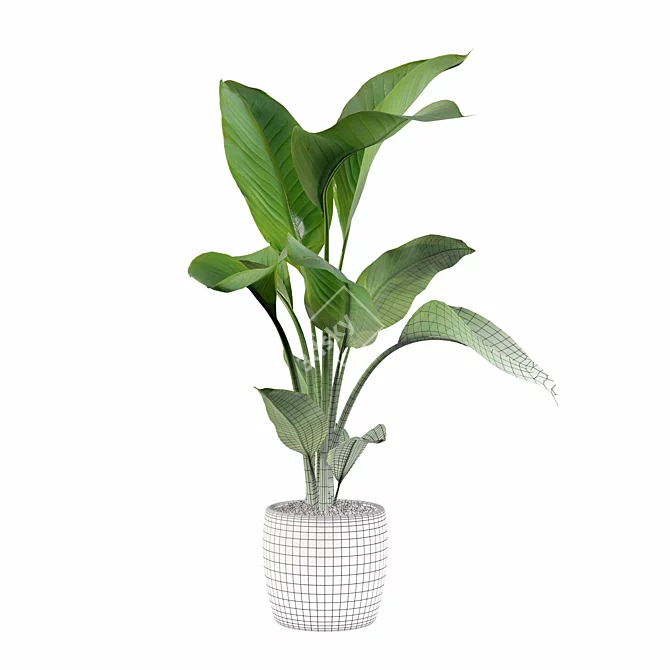 Exquisite Strelitzia Plants Collection 3D model image 4