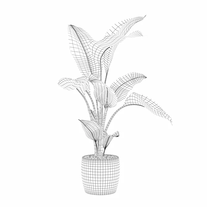 Exquisite Strelitzia Plants Collection 3D model image 5