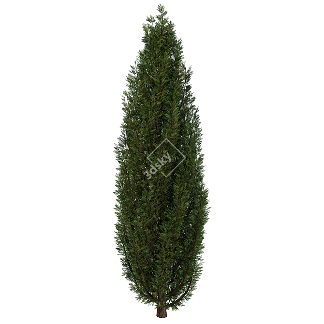 Fine Cupressus Tree: Close-up & Far Rendering 3D model image 3