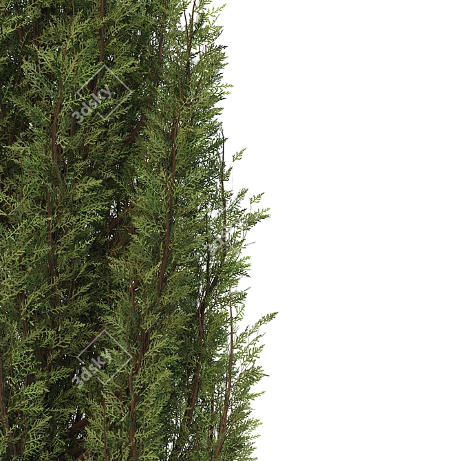 Fine Cupressus Tree: Close-up & Far Rendering 3D model image 4