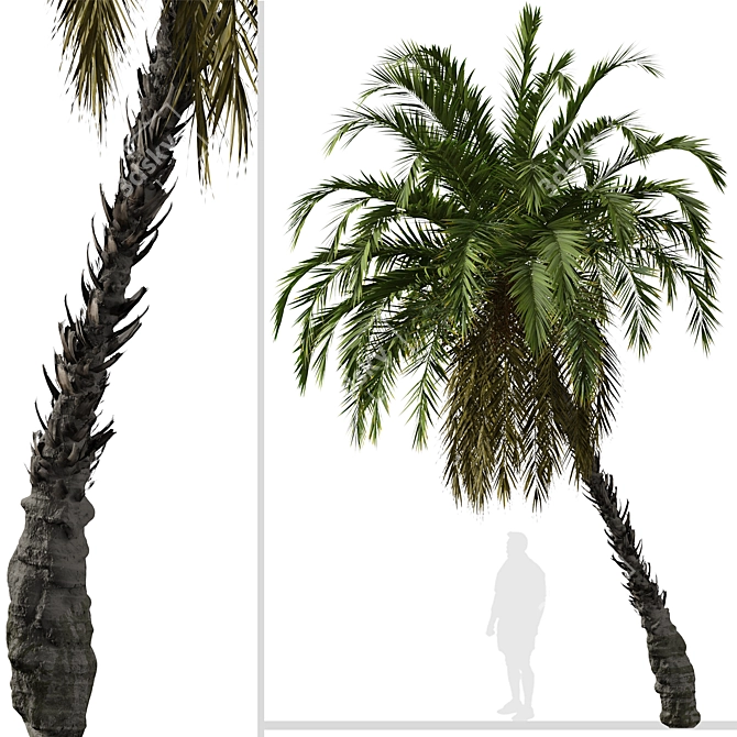 Exquisite Pair of Senegal Date Palms 3D model image 2