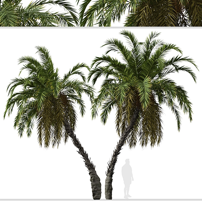 Exquisite Pair of Senegal Date Palms 3D model image 3