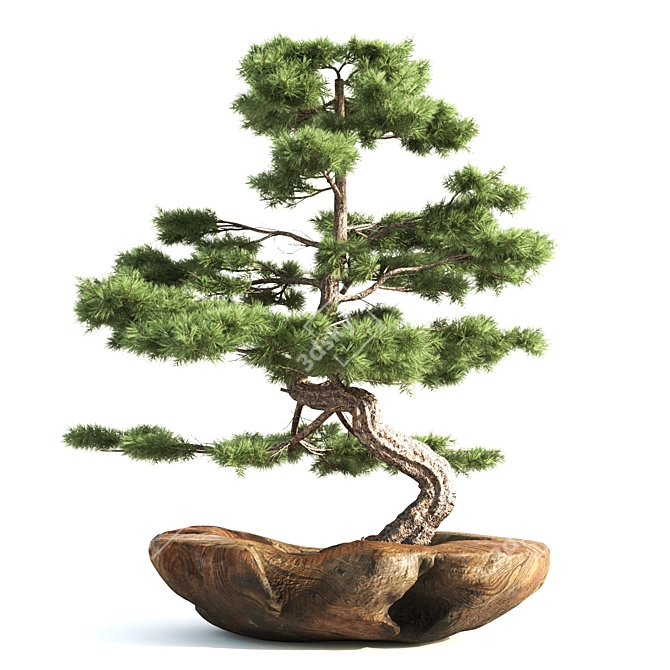 Bonsai03: Realistic 3D Plant Model 3D model image 2