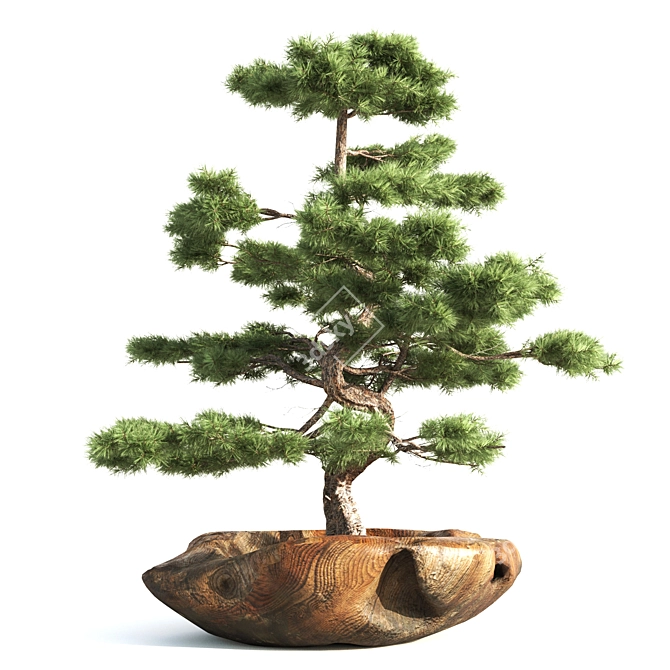 Bonsai03: Realistic 3D Plant Model 3D model image 3