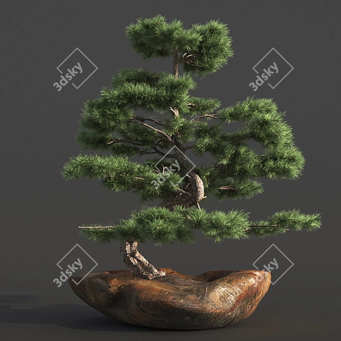 Bonsai03: Realistic 3D Plant Model 3D model image 5