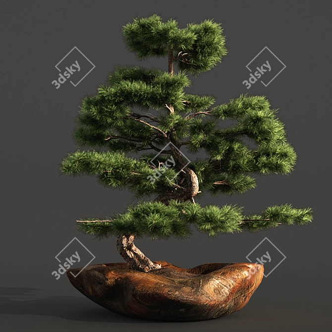 Bonsai03: Realistic 3D Plant Model 3D model image 6