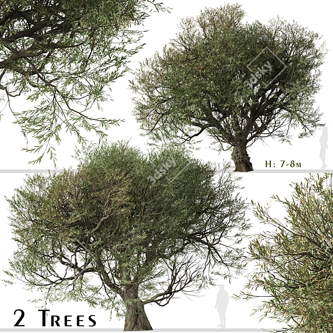 Mediterranean Duo: 2 Olive Trees 3D model image 1