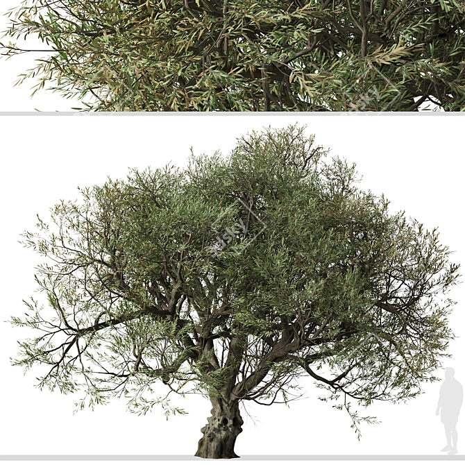 Mediterranean Duo: 2 Olive Trees 3D model image 3