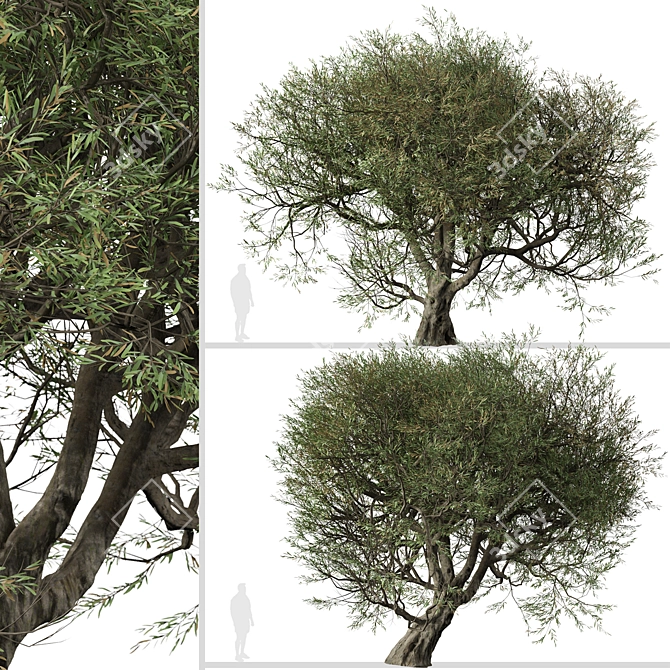 Mediterranean Duo: 2 Olive Trees 3D model image 4