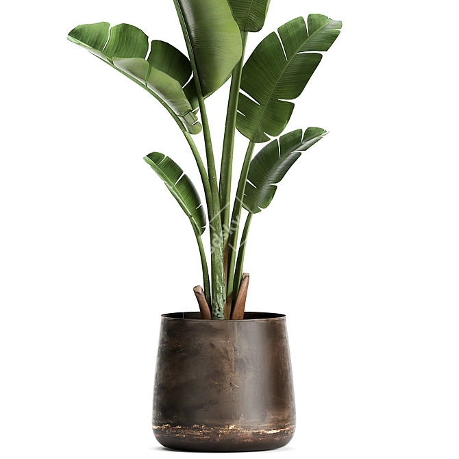 Tropical Plant Collection in Artisan Iron Pots 3D model image 3