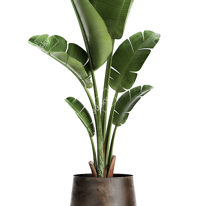 Tropical Plant Collection in Artisan Iron Pots 3D model image 4