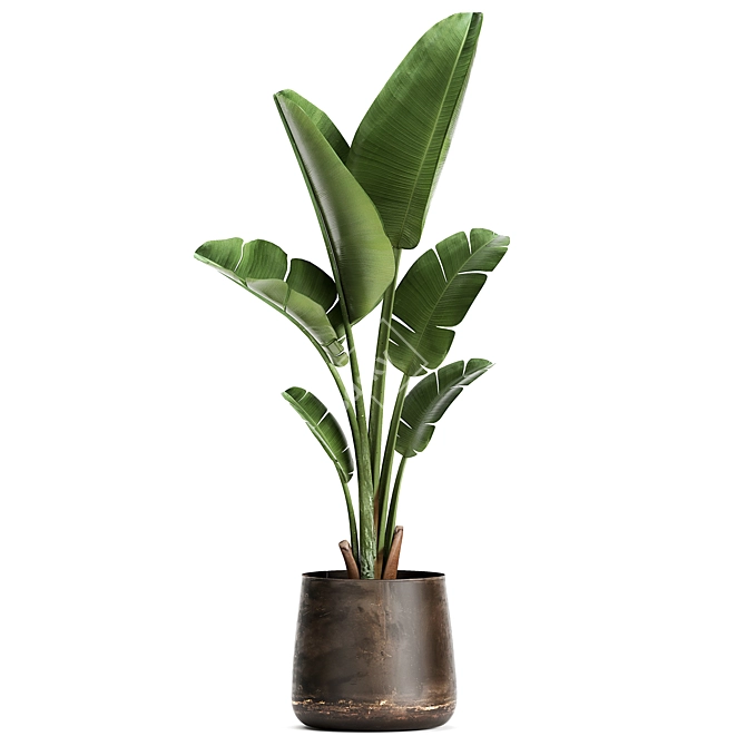 Tropical Plant Collection in Artisan Iron Pots 3D model image 5