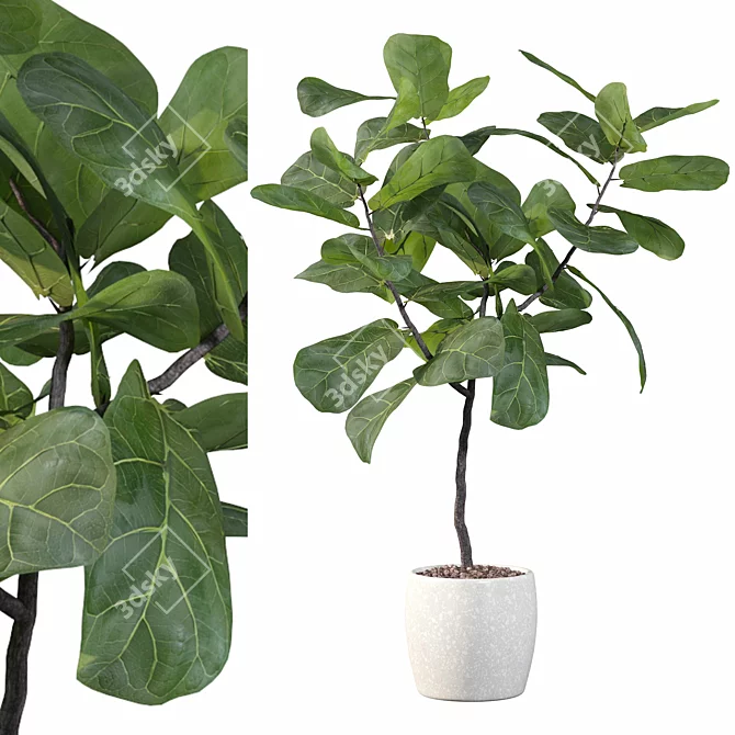 Ficus Lyrata Terrazio Pot 3D model image 1