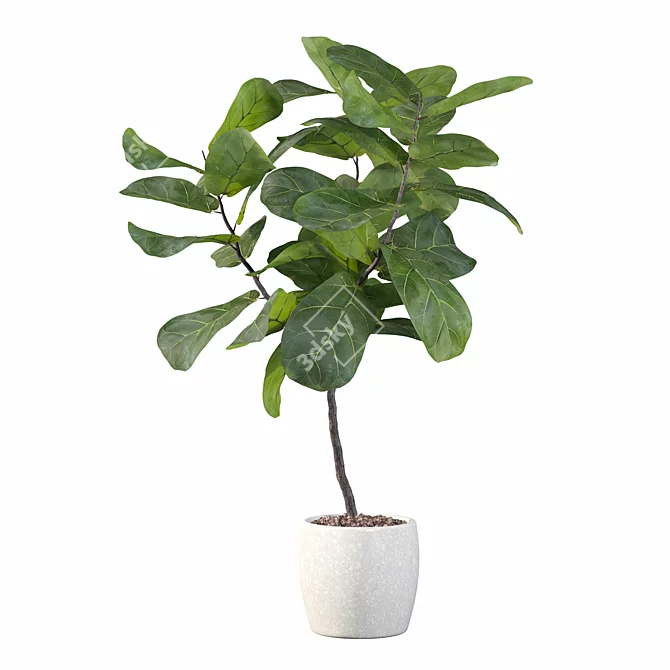 Ficus Lyrata Terrazio Pot 3D model image 2