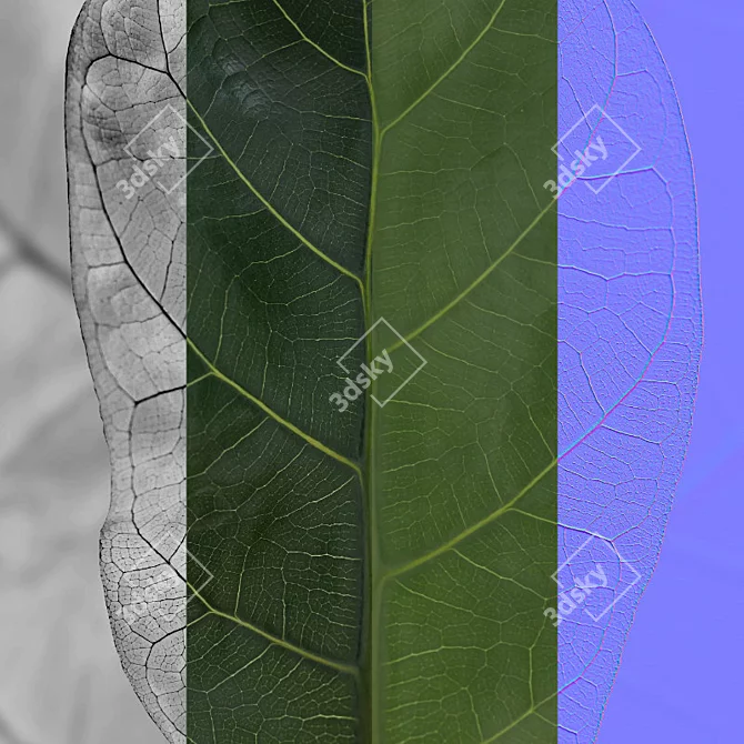 Ficus Lyrata Terrazio Pot 3D model image 6