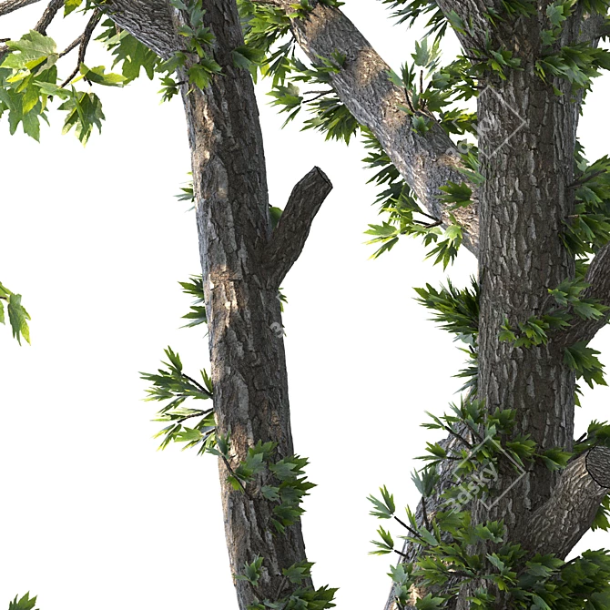 Speed Tree Model for Stunning Corona Renders 3D model image 3