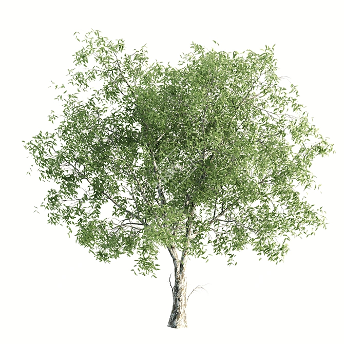 Lush Ficus Virens Trees: High-Quality 3D Models 3D model image 2