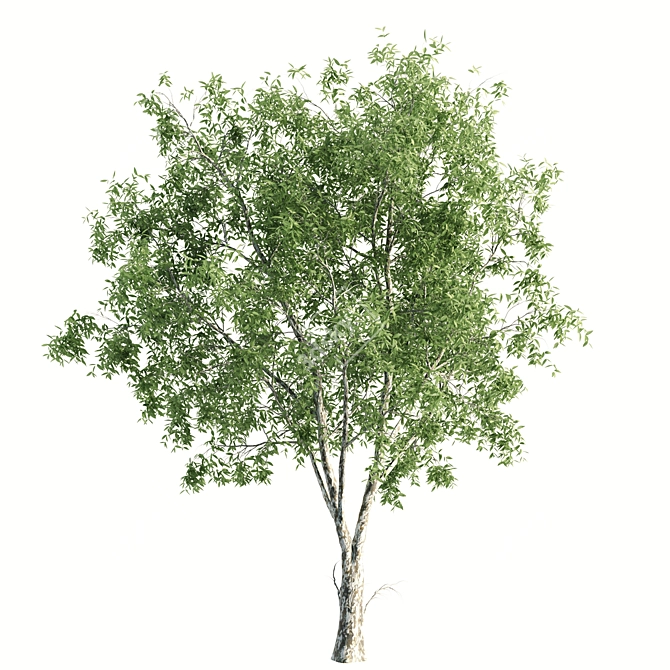 Lush Ficus Virens Trees: High-Quality 3D Models 3D model image 3