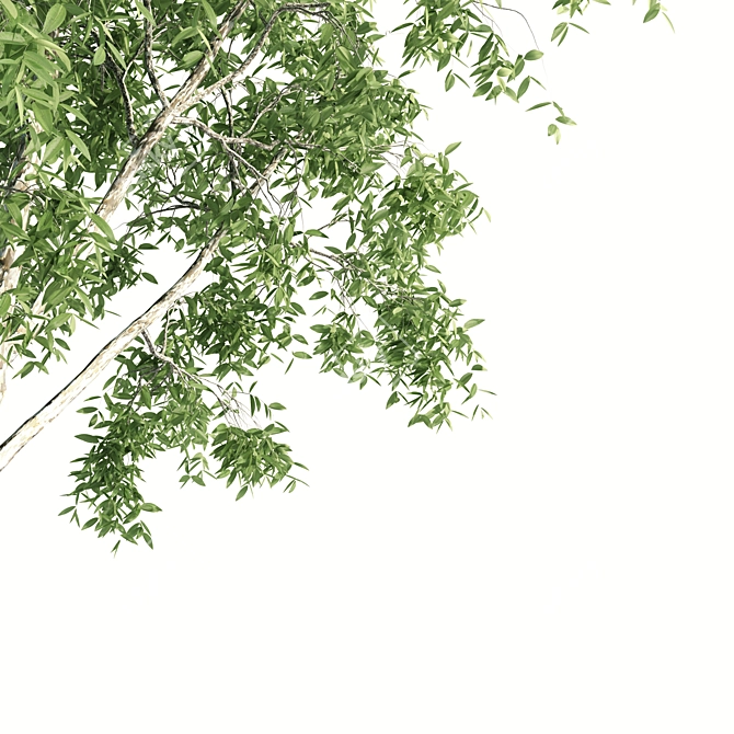 Lush Ficus Virens Trees: High-Quality 3D Models 3D model image 4