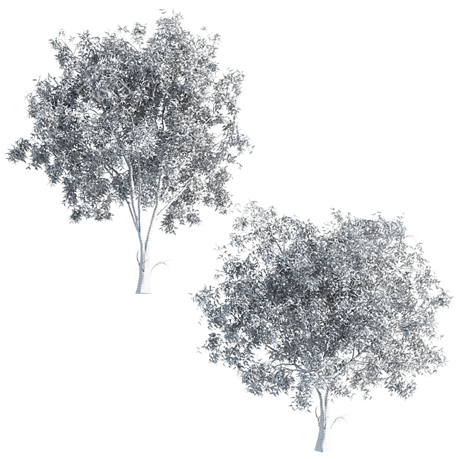 Lush Ficus Virens Trees: High-Quality 3D Models 3D model image 5