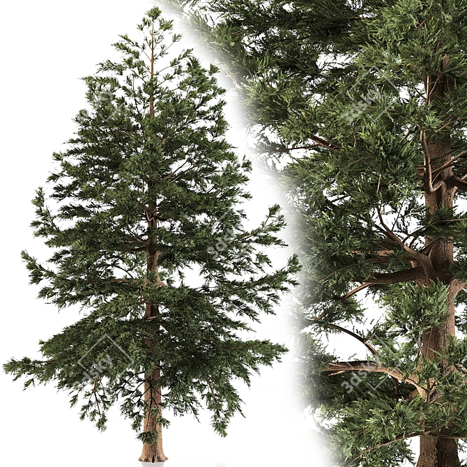 Japanese Larch: Majestic Mountain Tree 3D model image 1