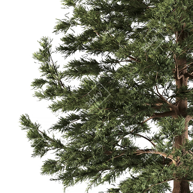 Japanese Larch: Majestic Mountain Tree 3D model image 2