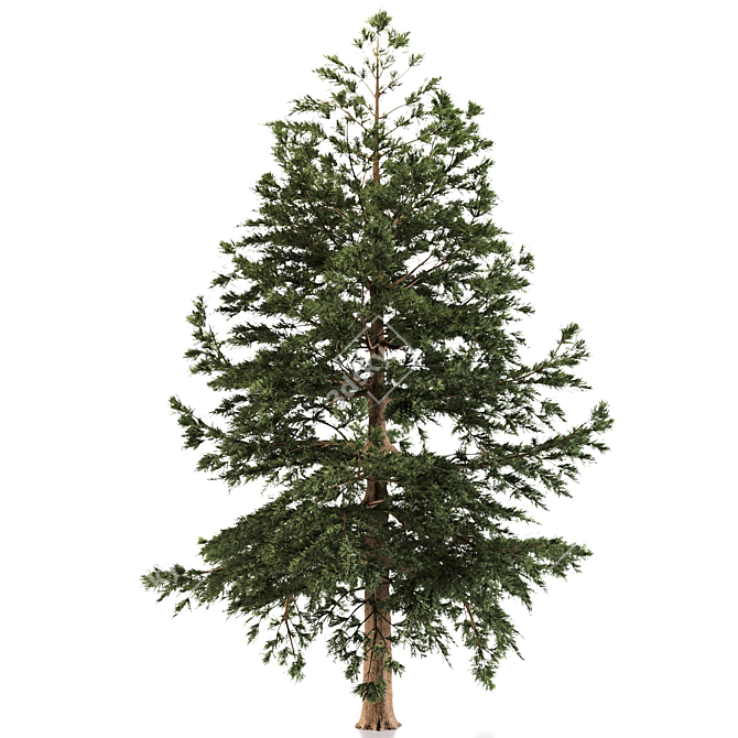 Japanese Larch: Majestic Mountain Tree 3D model image 4