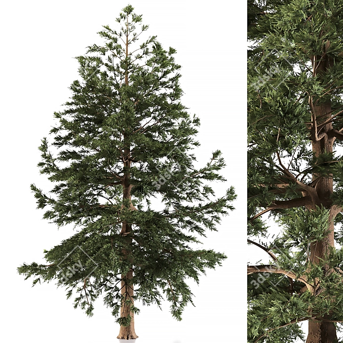 Japanese Larch: Majestic Mountain Tree 3D model image 5