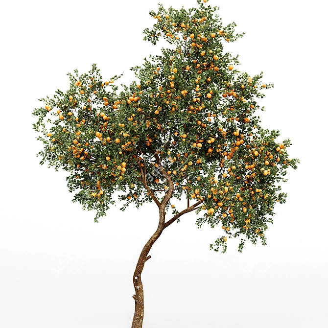 Citrus Orange Fruit Tree - 2 Trees 3D model image 2