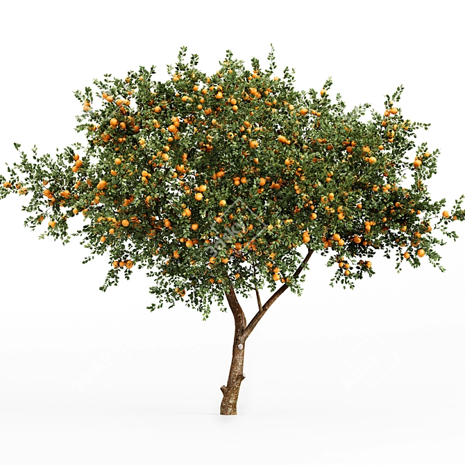 Citrus Orange Fruit Tree - 2 Trees 3D model image 3