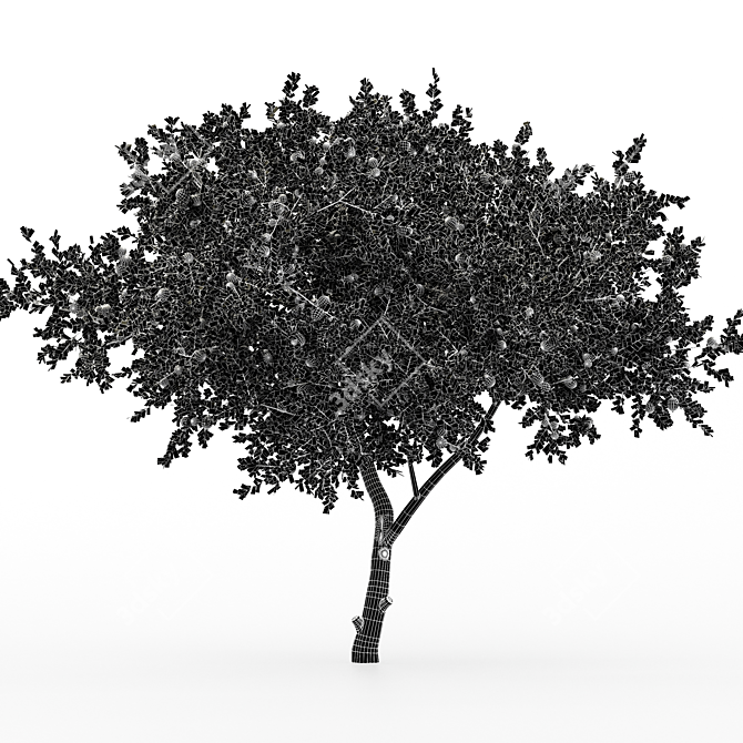 Citrus Orange Fruit Tree - 2 Trees 3D model image 5