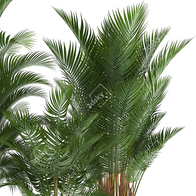 Tropical Plant Collection: Exotic Palms in Rustic Pots 3D model image 6