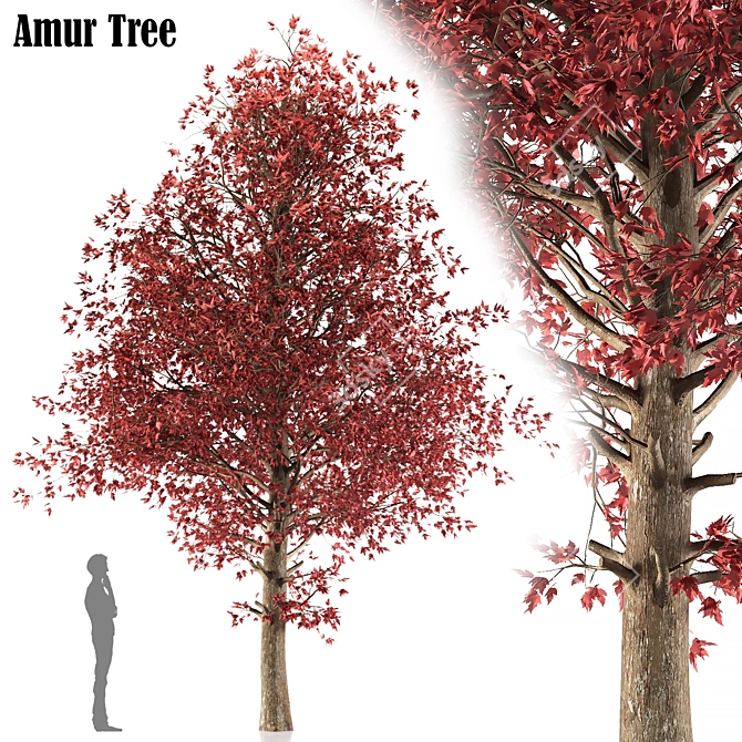 Amur Maple: Eastern Beauty 3D model image 1