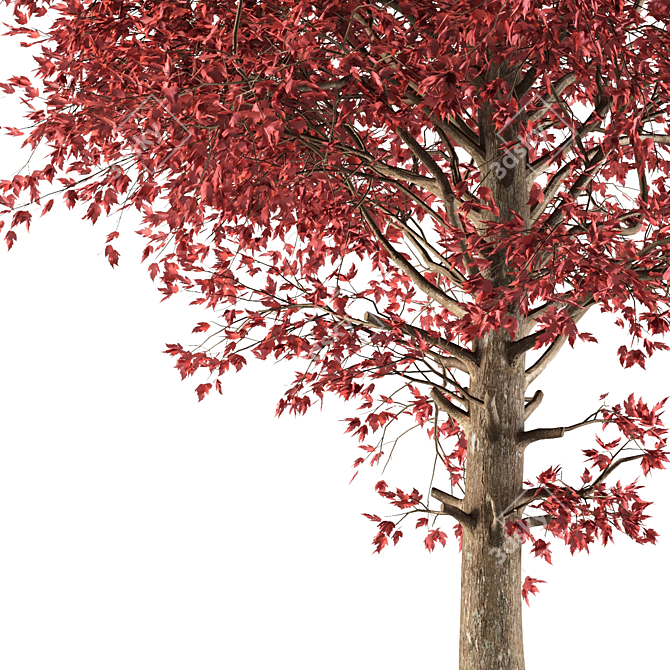 Amur Maple: Eastern Beauty 3D model image 2