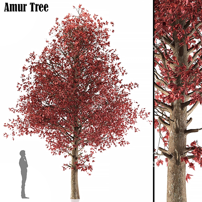 Amur Maple: Eastern Beauty 3D model image 3
