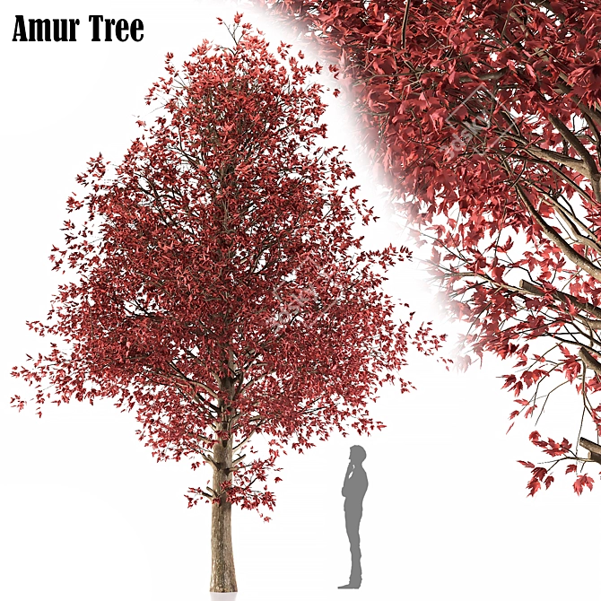 Amur Maple: Eastern Beauty 3D model image 4