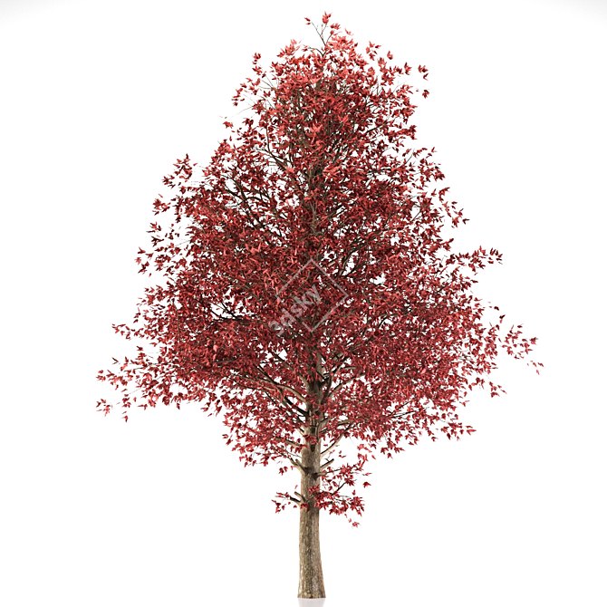 Amur Maple: Eastern Beauty 3D model image 6