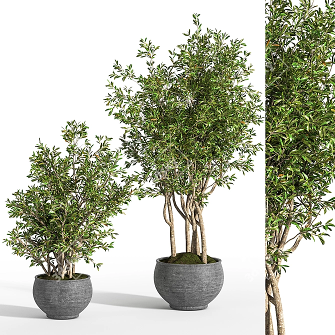 Green Oasis Indoor Plant Set 3D model image 3