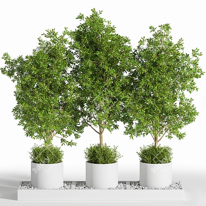 Outdoor Tree Plants 11 3D model image 1