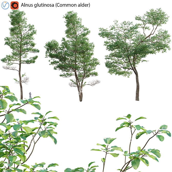 Alder Tree 3D Models & Textures 3D model image 1