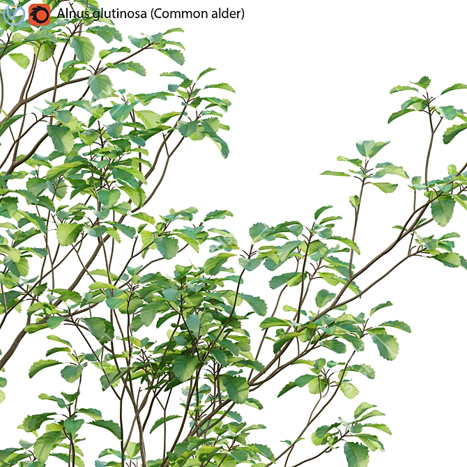 Alder Tree 3D Models & Textures 3D model image 2