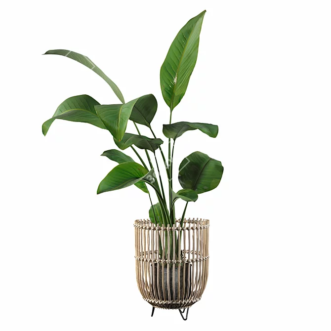 Striking Strelitzia: Plants Collection 103 3D model image 2
