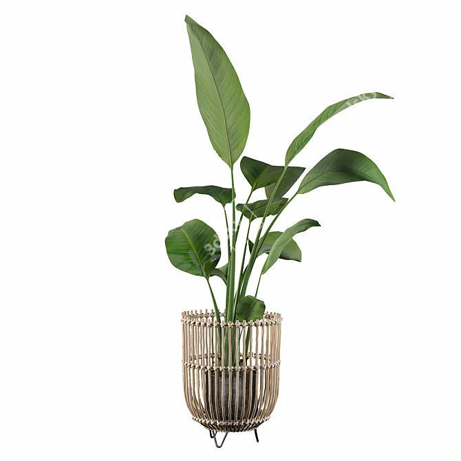 Striking Strelitzia: Plants Collection 103 3D model image 3