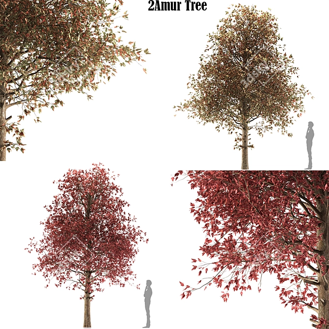 Amur Maple Tree - Stunning Beauty 3D model image 1