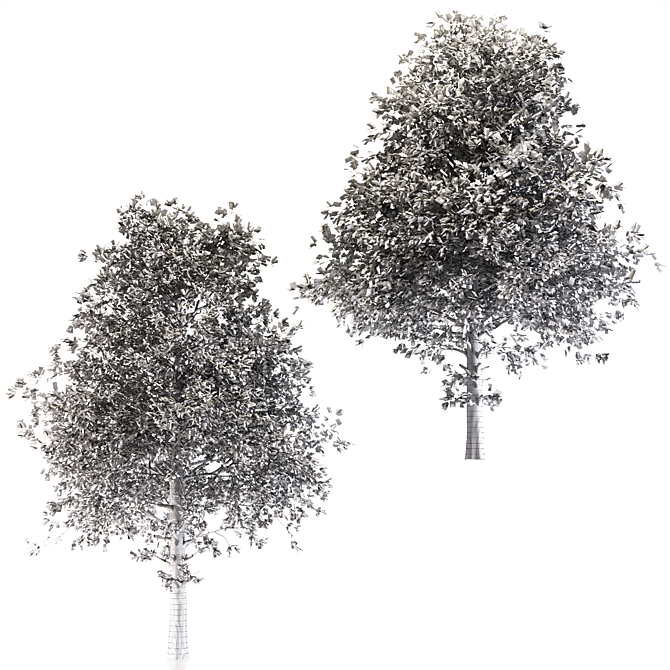 Amur Maple Tree - Stunning Beauty 3D model image 5