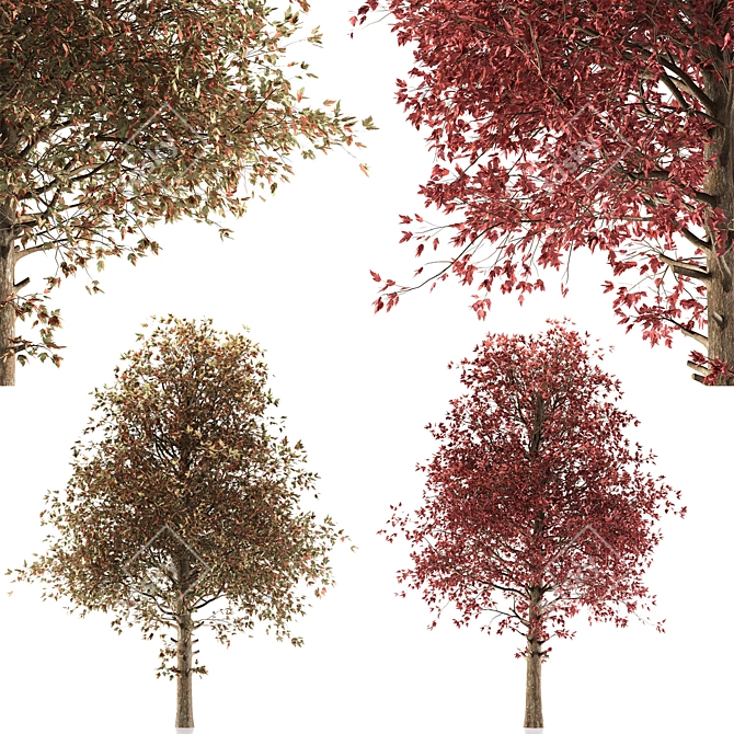 Amur Maple Tree - Stunning Beauty 3D model image 6